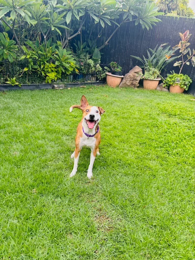 Help with Foster! 