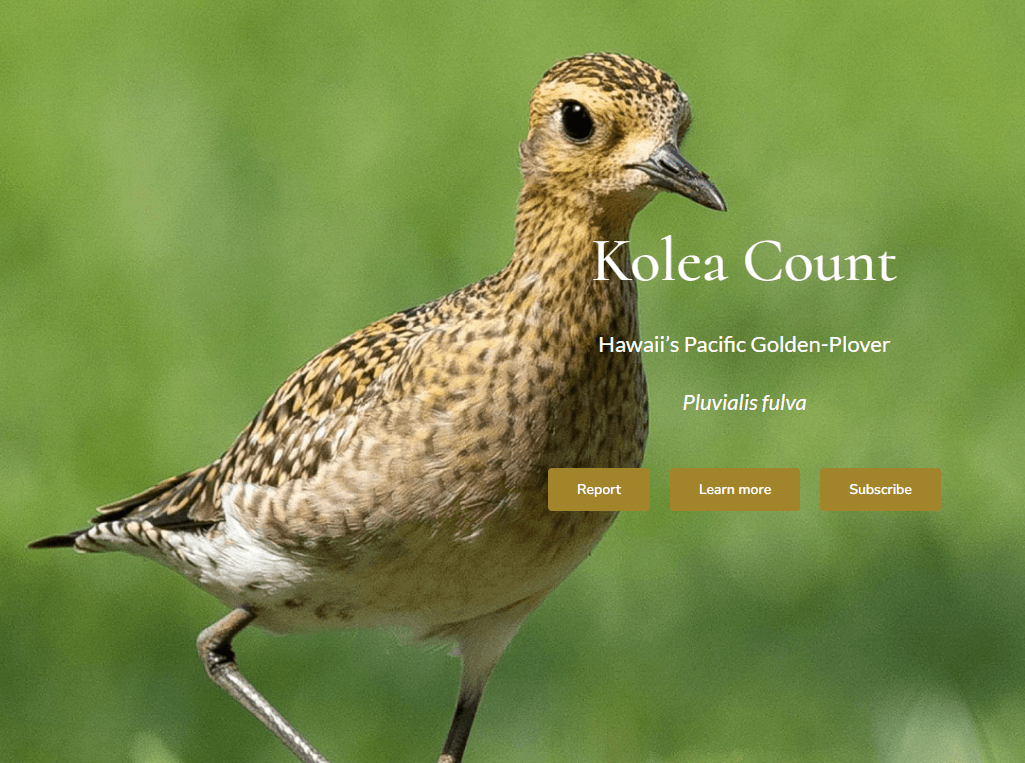 Kolea_Count_1764899599707.png