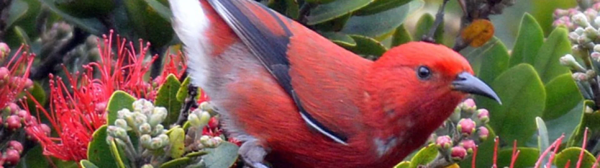 Native Hawaiian wildlife supported by forest restoration