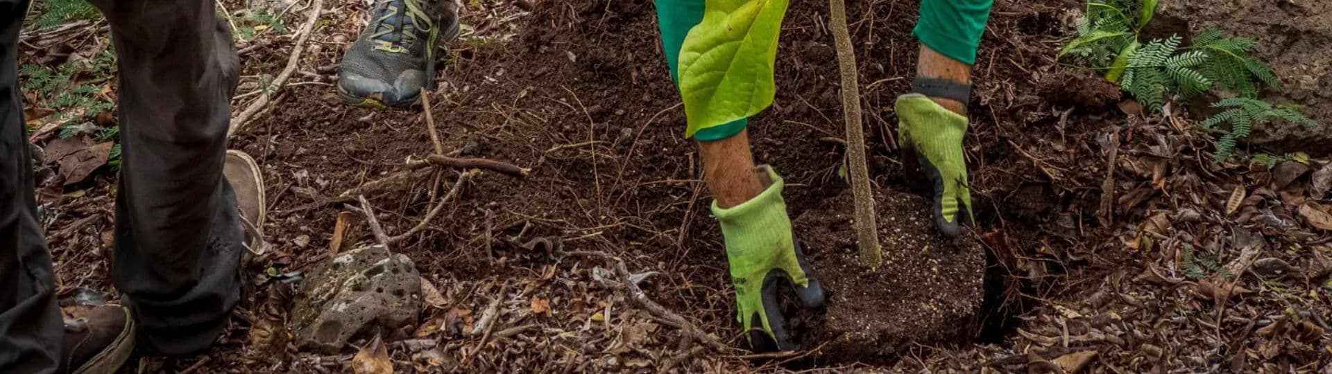 Volunteers caring for native plants