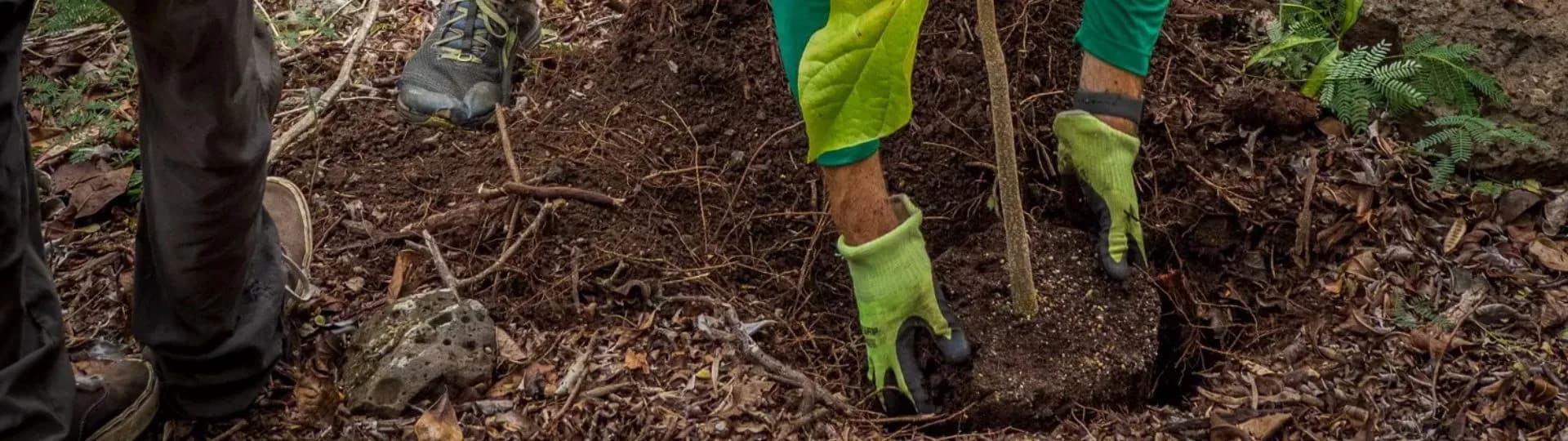 Volunteers caring for native plants at a restoration site