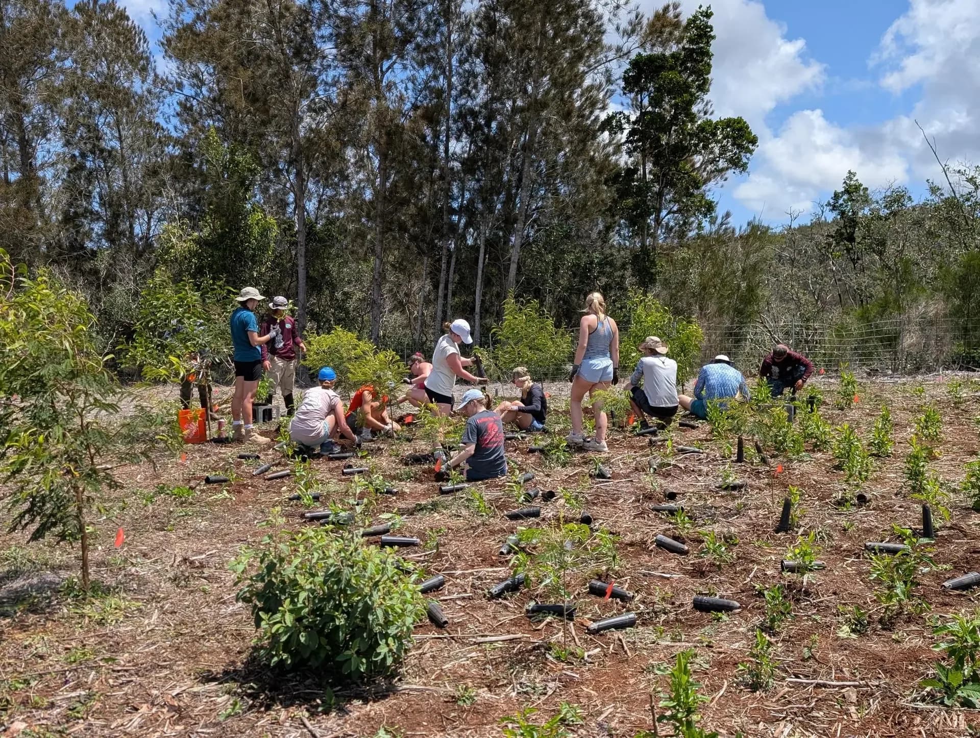 Volunteers planting trees during a restoration project