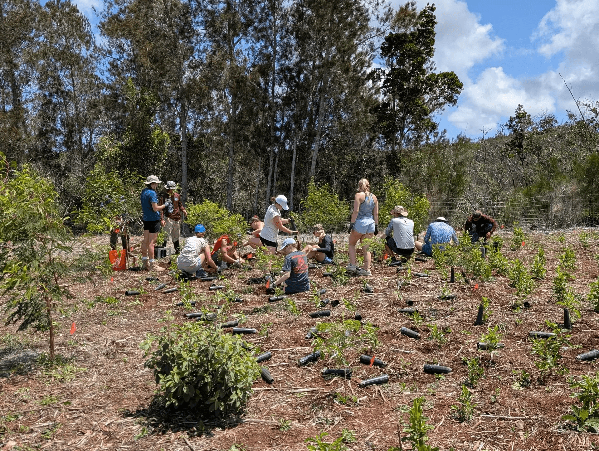 Volunteers planting native trees