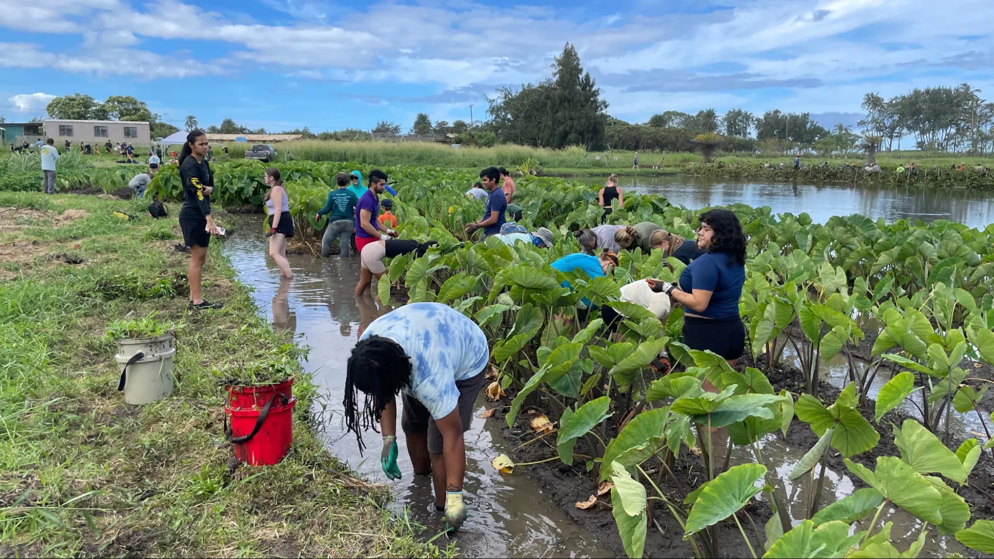 Volunteers doing environmental work outdoors
