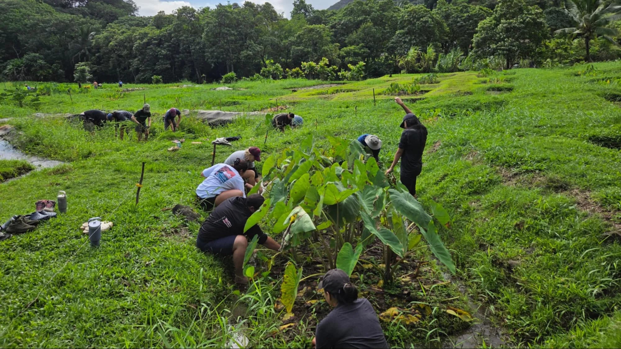 Volunteers doing environmental work outdoors