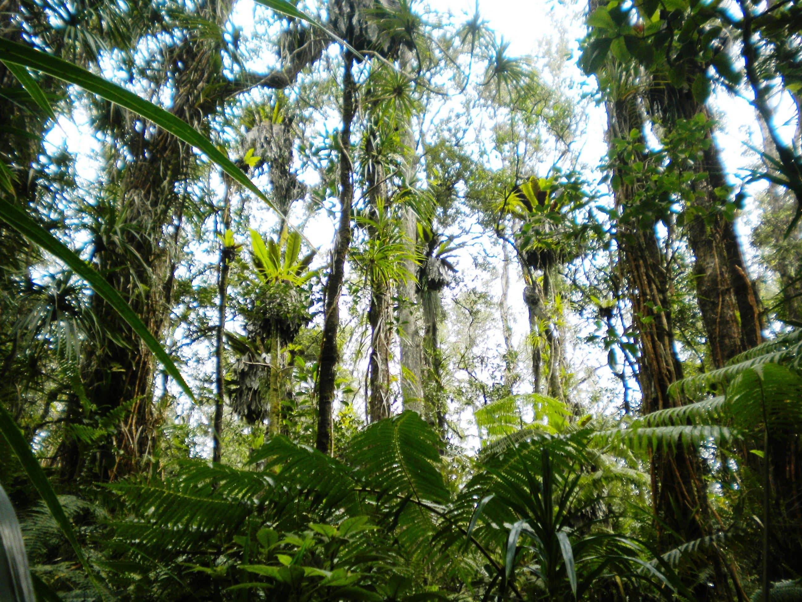 Keau'ohana Native Forest Restoration Crew Day