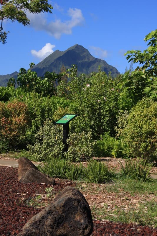 Care For Native Plants At Kaha Garden