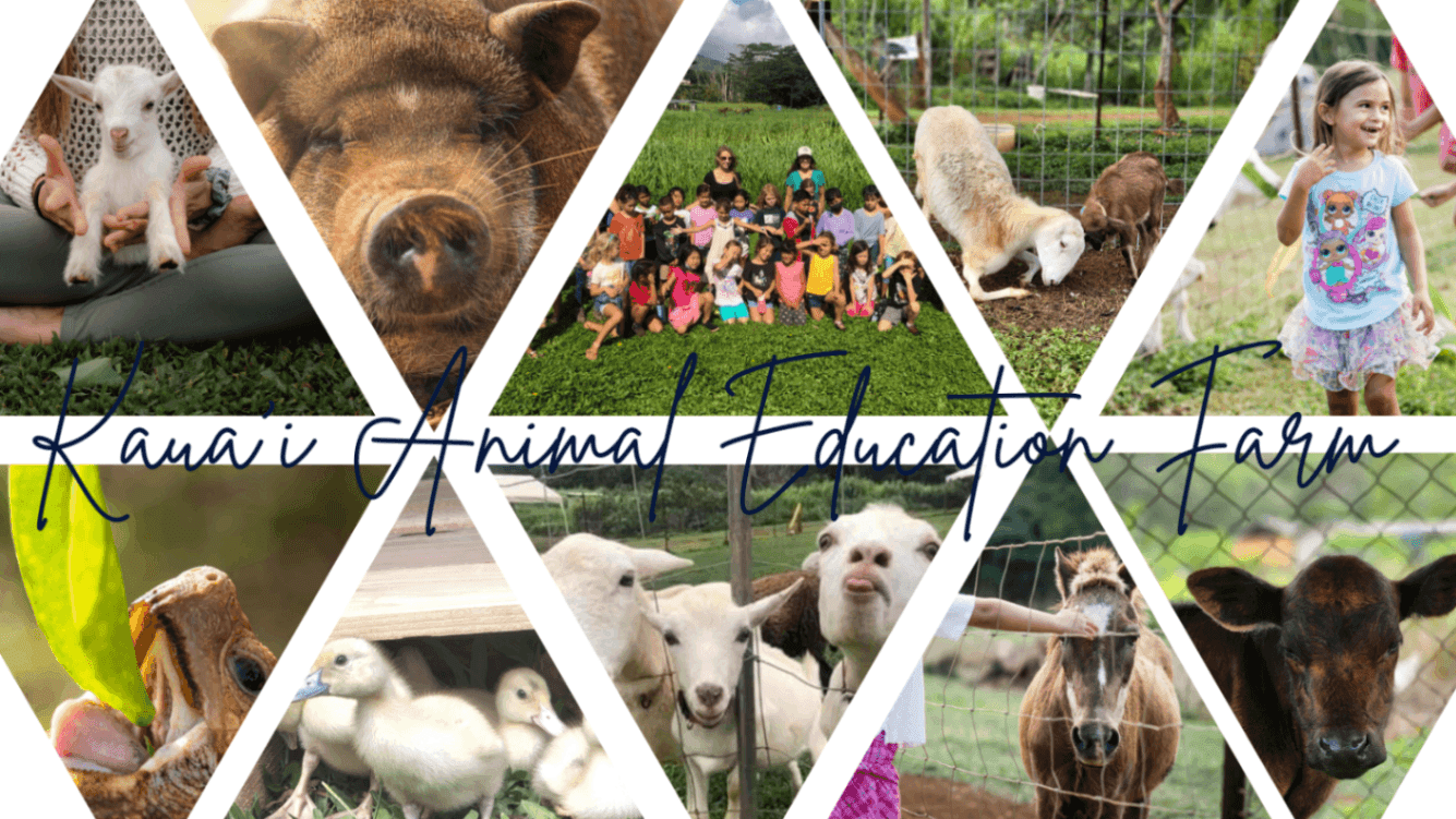 Volunteer Director (virtual and on-site)