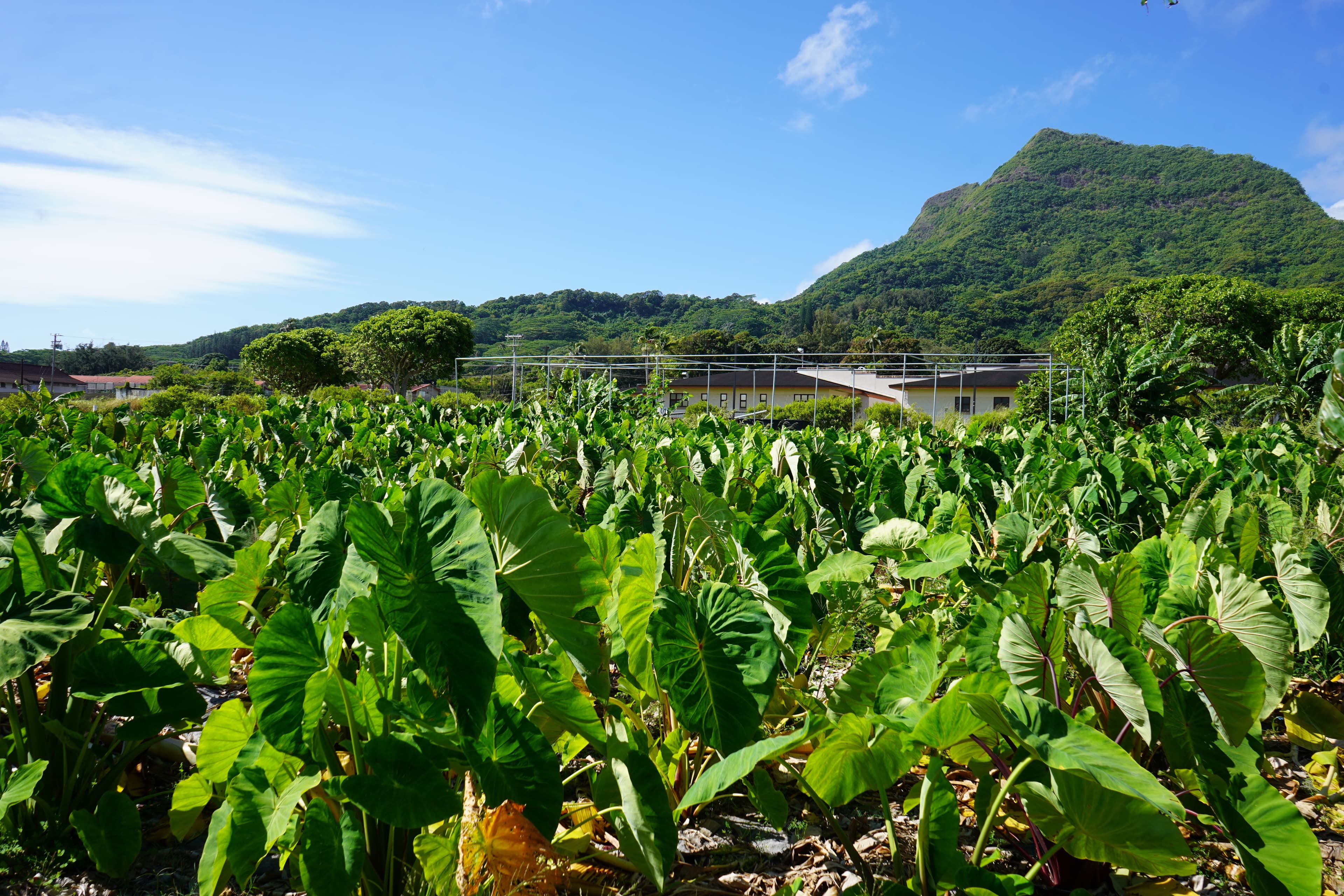 Kupa 'Aina Community Work Day