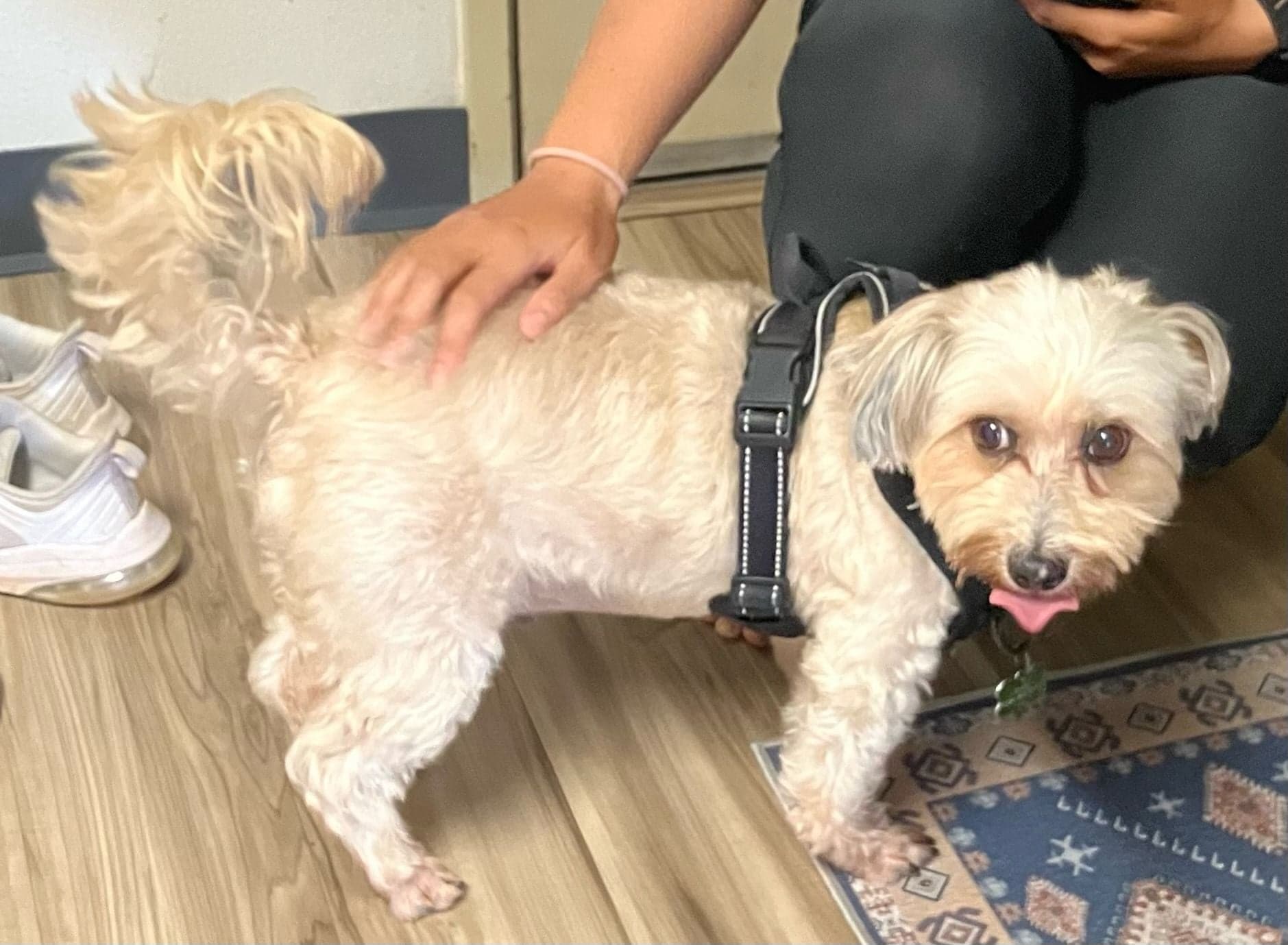 Walk a Kupuna's Dog for 25 minutes! - Rocky