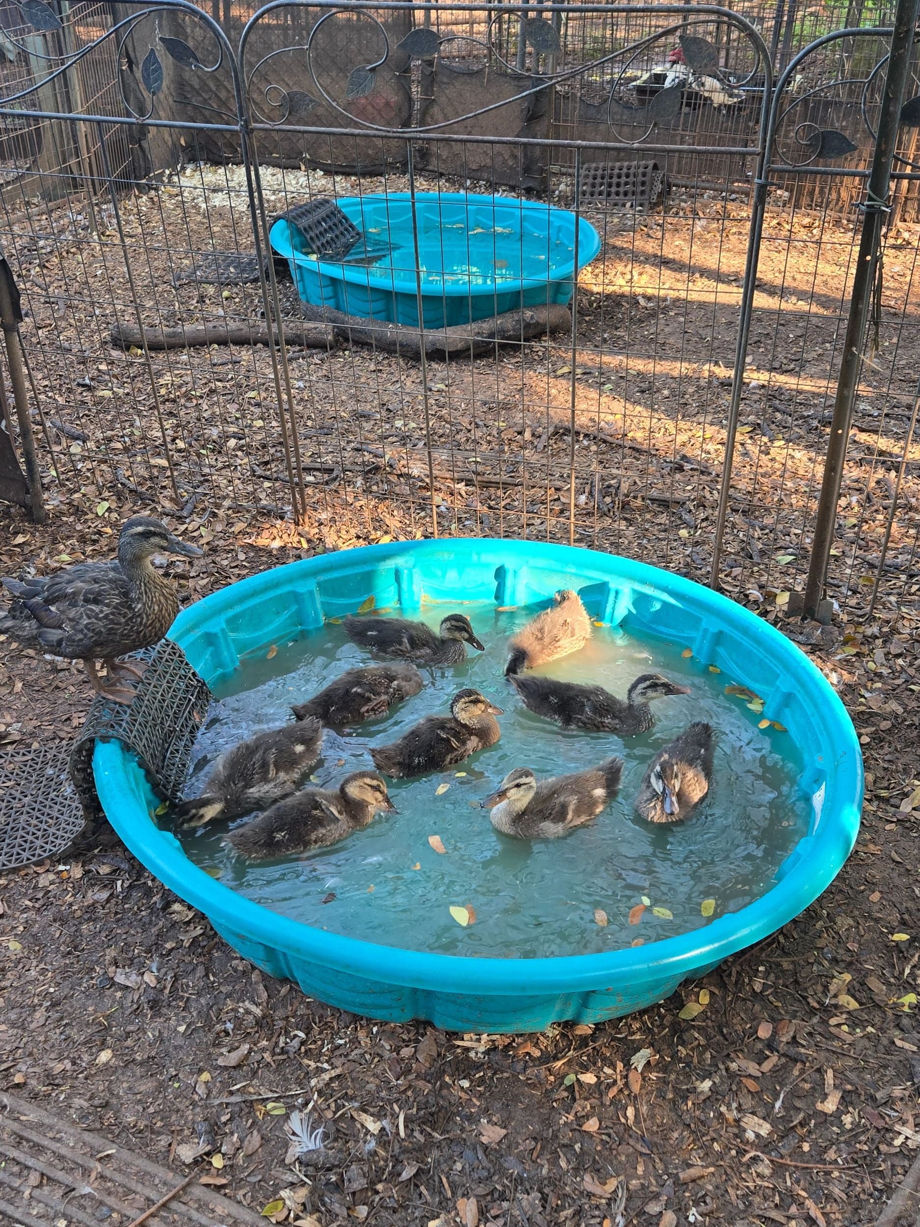 Morning Duck Care