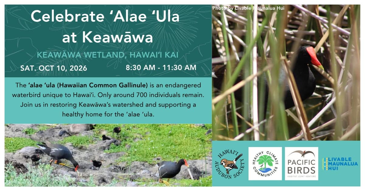 Celebrate ʻAlae ʻUIa at Keawāwa Wetland Volunteer Day
