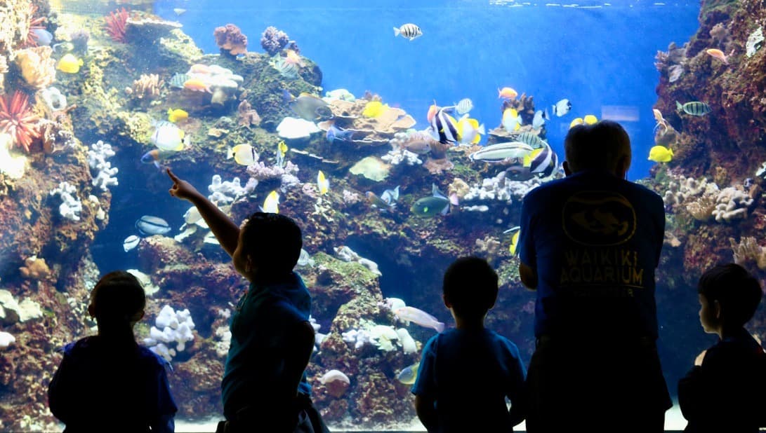 Aquarium Educator Volunteer at the Waikīkī Aquarium